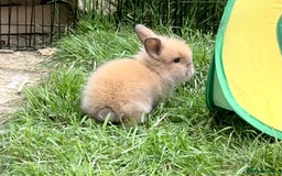 Lionhead rabbits for sale: Teddy Double & Single Lionhead Price starts at £35 - Image 32