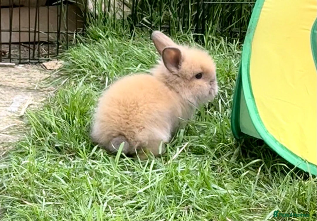 Lionhead rabbits for sale: Teddy Double & Single Lionhead Price starts at £35 - Image 32