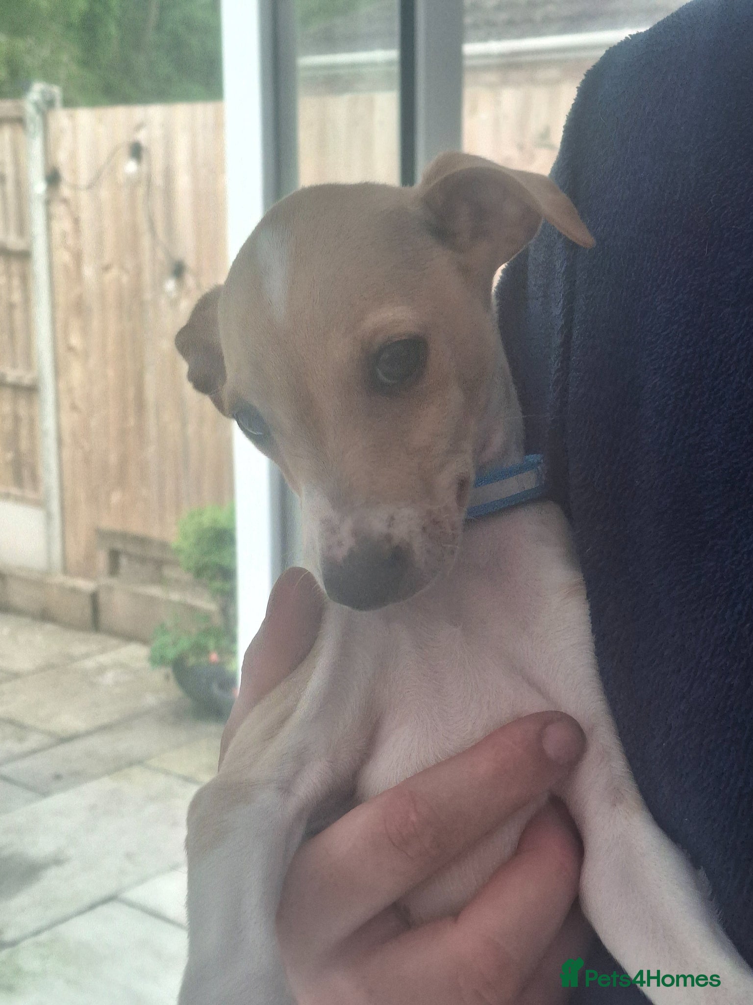 Italian Greyhound dogs Last beautiful boy - Advert 6