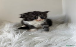 Persian cats for sale: Persian Kittens  - Image 9