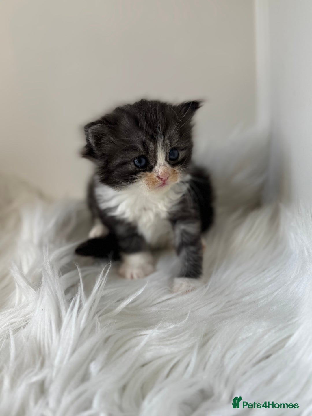 Persian cats for sale: Persian Kittens  - Image 9