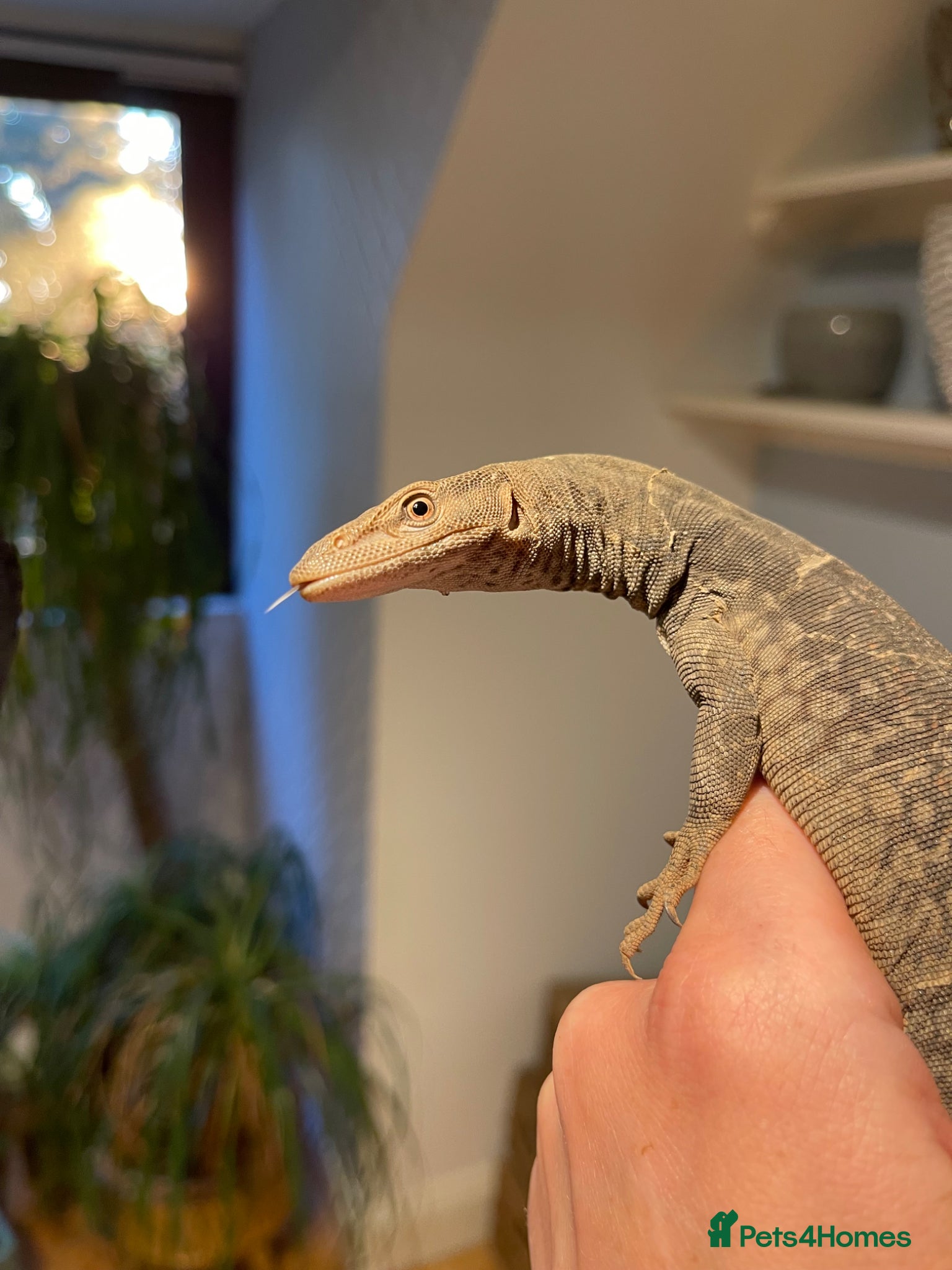 Monitor reptiles Varanus tristis tristis (Black headed monitor) - Advert 1