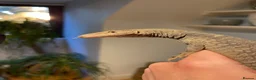 Monitor reptiles for sale: Varanus tristis tristis (Black headed monitor) in Newmarket - Advert 1