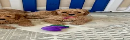Cavapoo dogs for sale: Top quality, health tested F1b Cavapoo babies - Advert 6