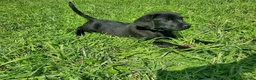Labrador Retriever dogs for sale: KC registered Labrador Retriever Pupps in Arbroath - Advert 4