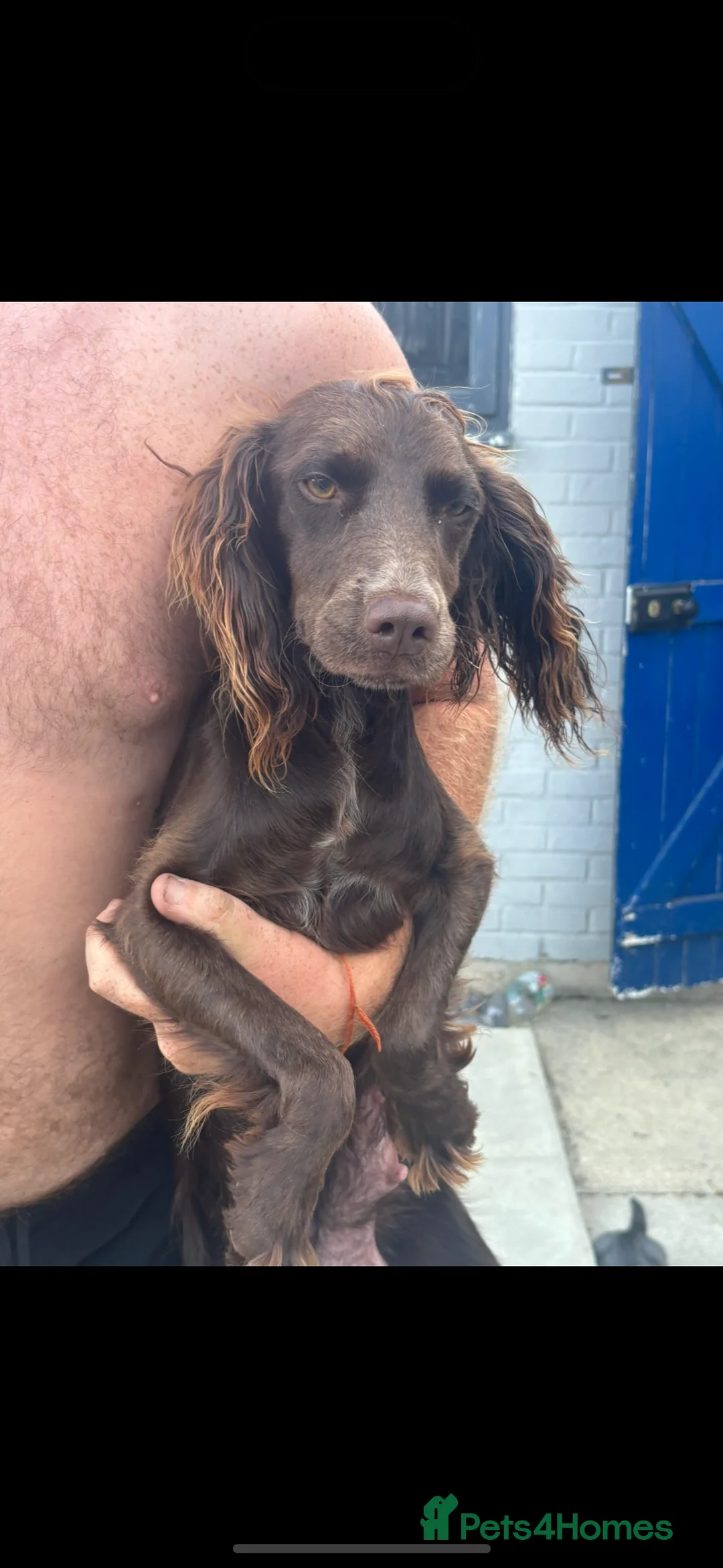 Cocker Spaniel dogs for sale: Last 2 cute, cocker spaniel puppies - Advert 2