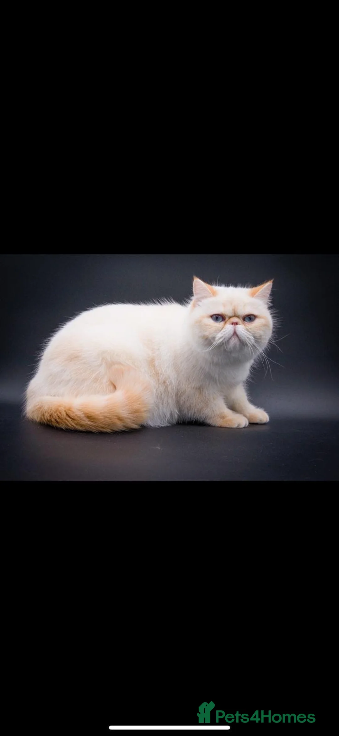 Exotic cats for sale: Red tabby colour point kittens mum grand champion  - Advert 1