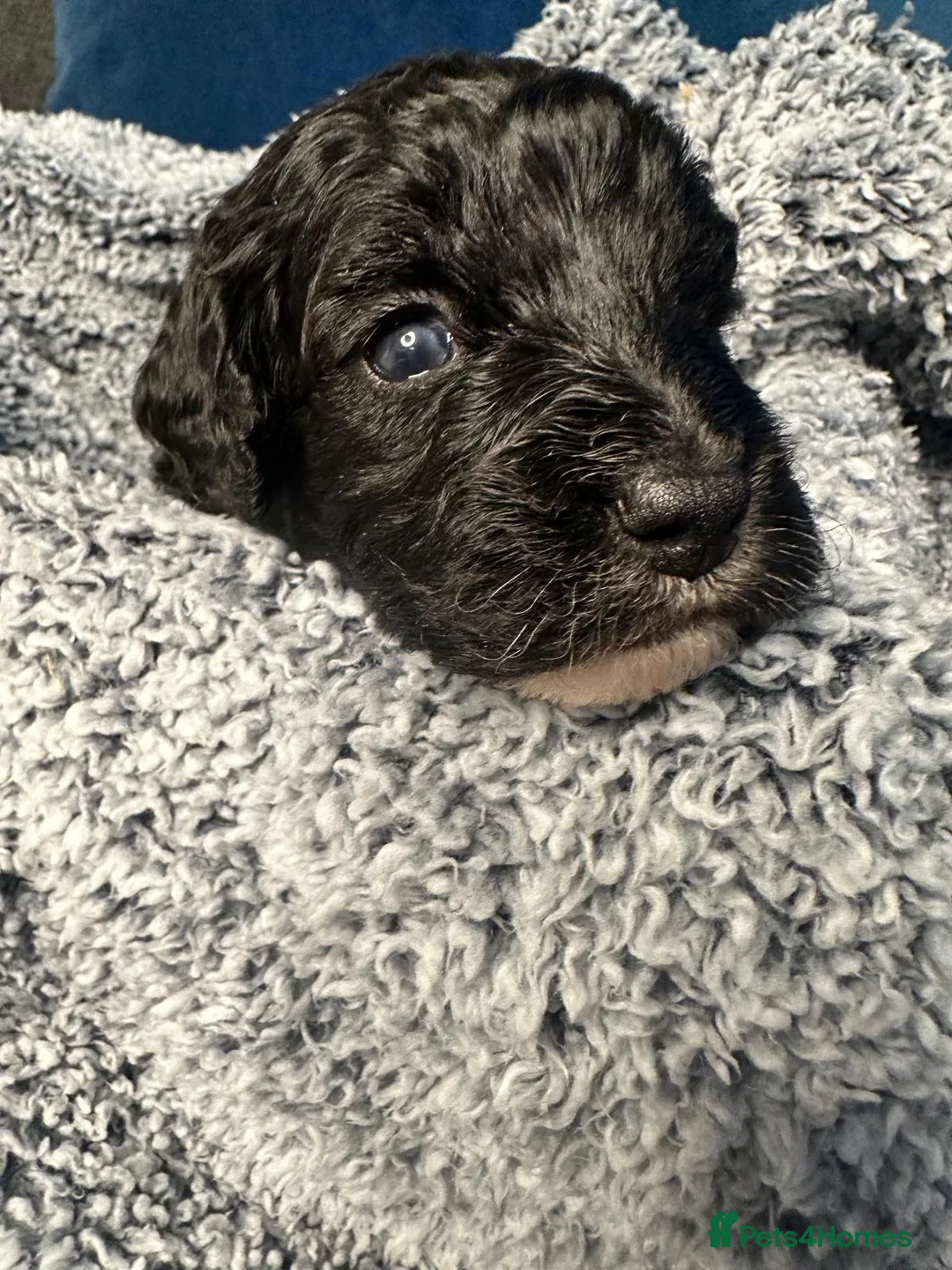 Miniature Poodle dogs for sale: Gorgeous pure bred miniature poodles - Advert 12