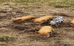 Pig livestock for sale: Rare American lineage Micro-pigs! TINY! - Image 1