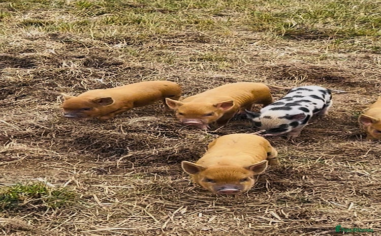 Pig livestock - Advert 15
