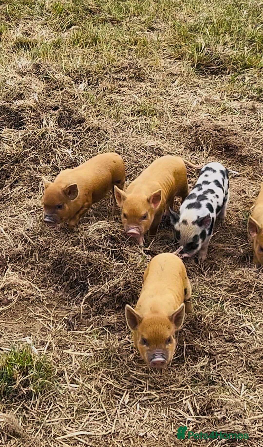 Pig livestock for sale: Rare American lineage Micro-pigs! TINY! - Image 1
