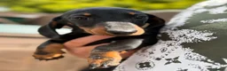 Miniature Dachshund dogs for sale: miniature dachshund puppies for sale  - Advert 2