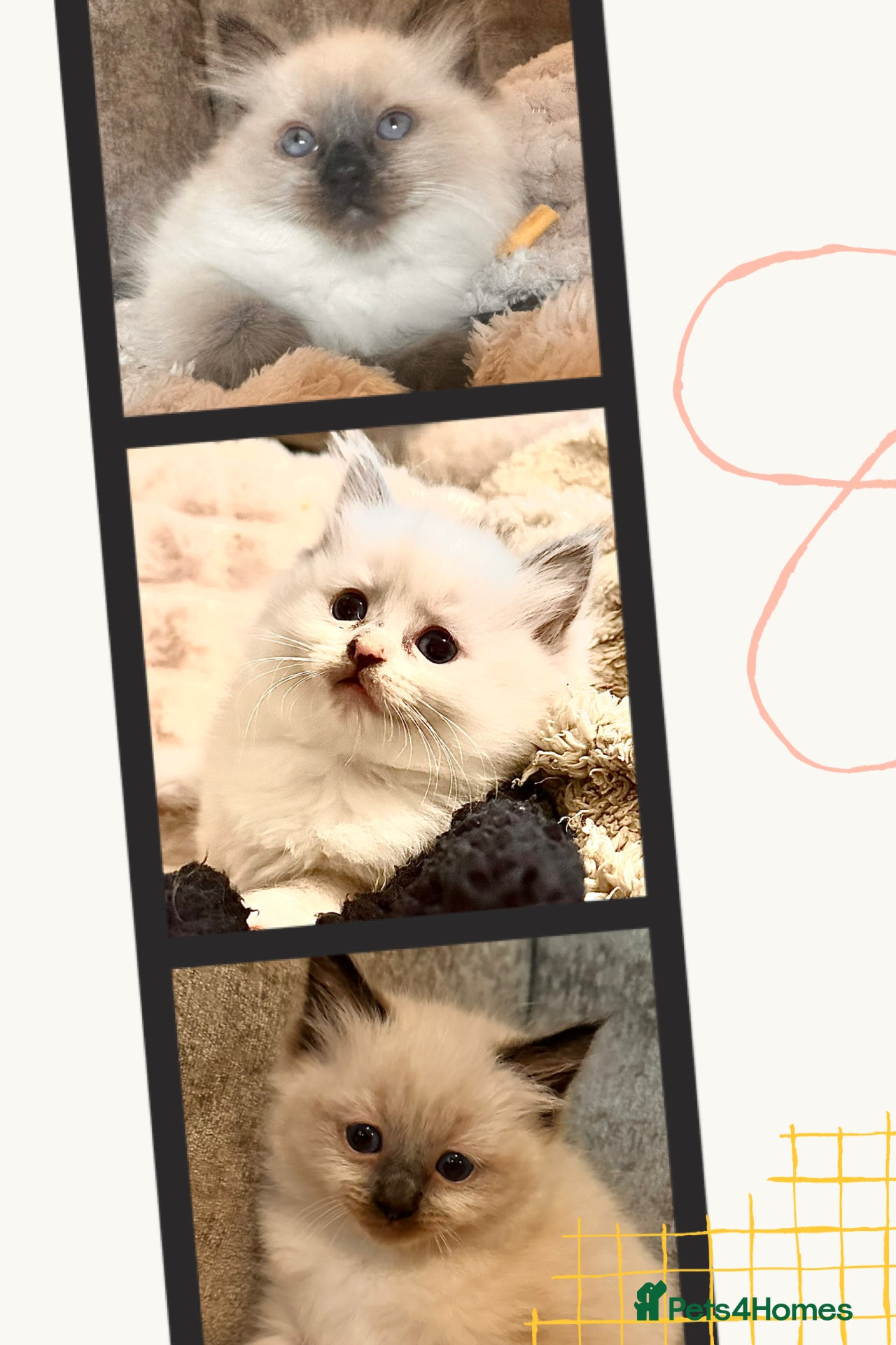 Ragdoll cats  Ragdoll Kittens - Advert 1