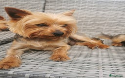 Yorkshire Terrier dogs for stud: Pure Yorkshire Terrier for Stud - Image 1