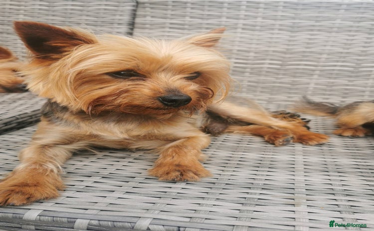 Yorkshire Terrier dogs - Advert 3