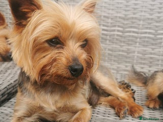 Yorkshire Terrier dogs - Advert 1