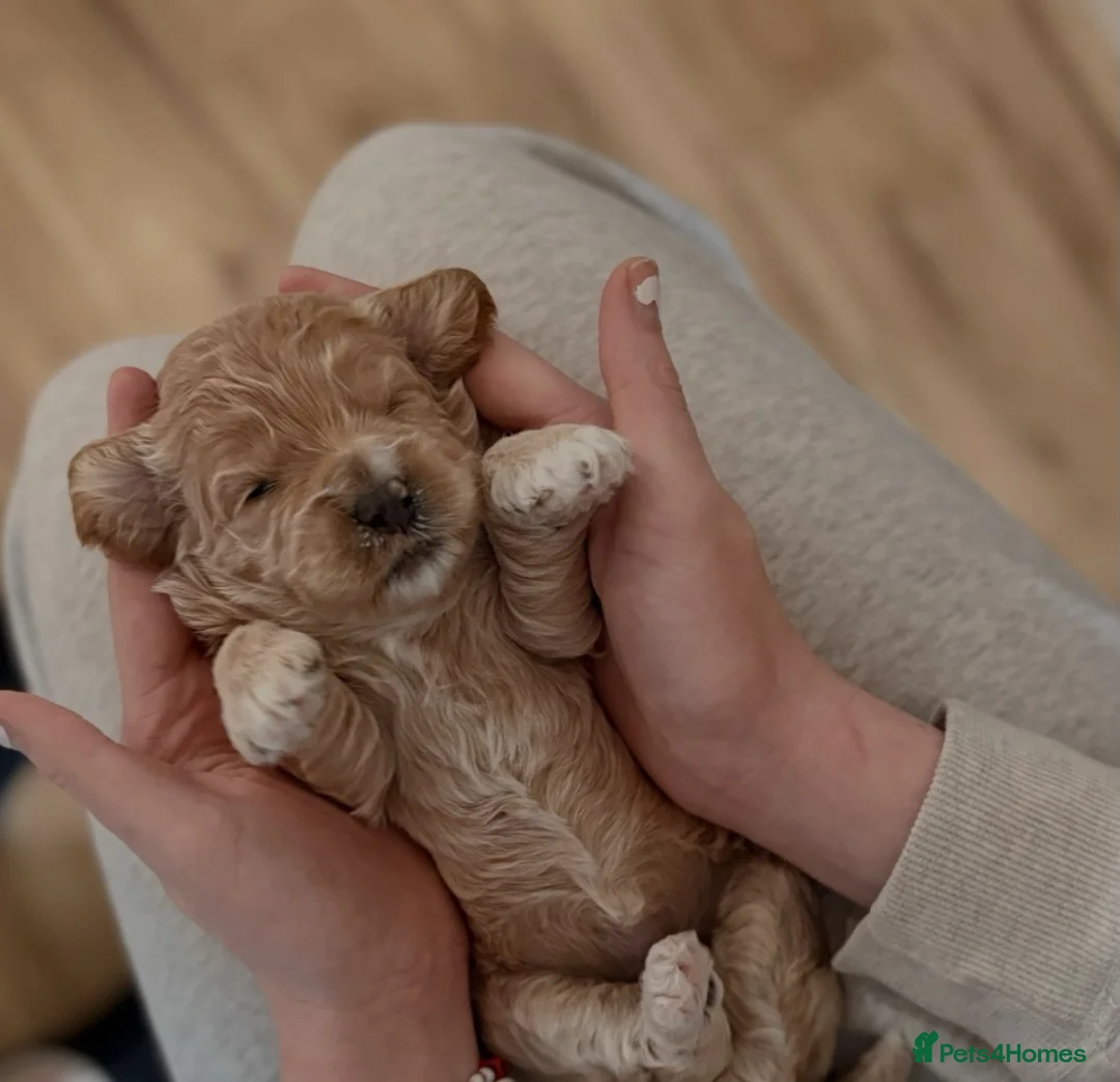 Cockapoo dogs for sale: Cockapoo puppies for sale - Advert 10