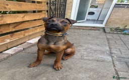 Mixed Breed dogs for sale: Dutch herder x pressa canario  - Image 2