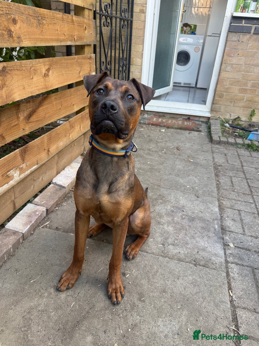 Mixed Breed dogs for sale: Dutch herder x pressa canario  - Image 2