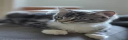 Maine Coon cats for sale: TICA reg XL Maine Coon only 2 boys left - Advert 2