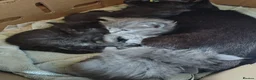 Mixed Breed cats for sale: 4 Fluffy domestic longhair kittens in Maidenhead - Advert 14