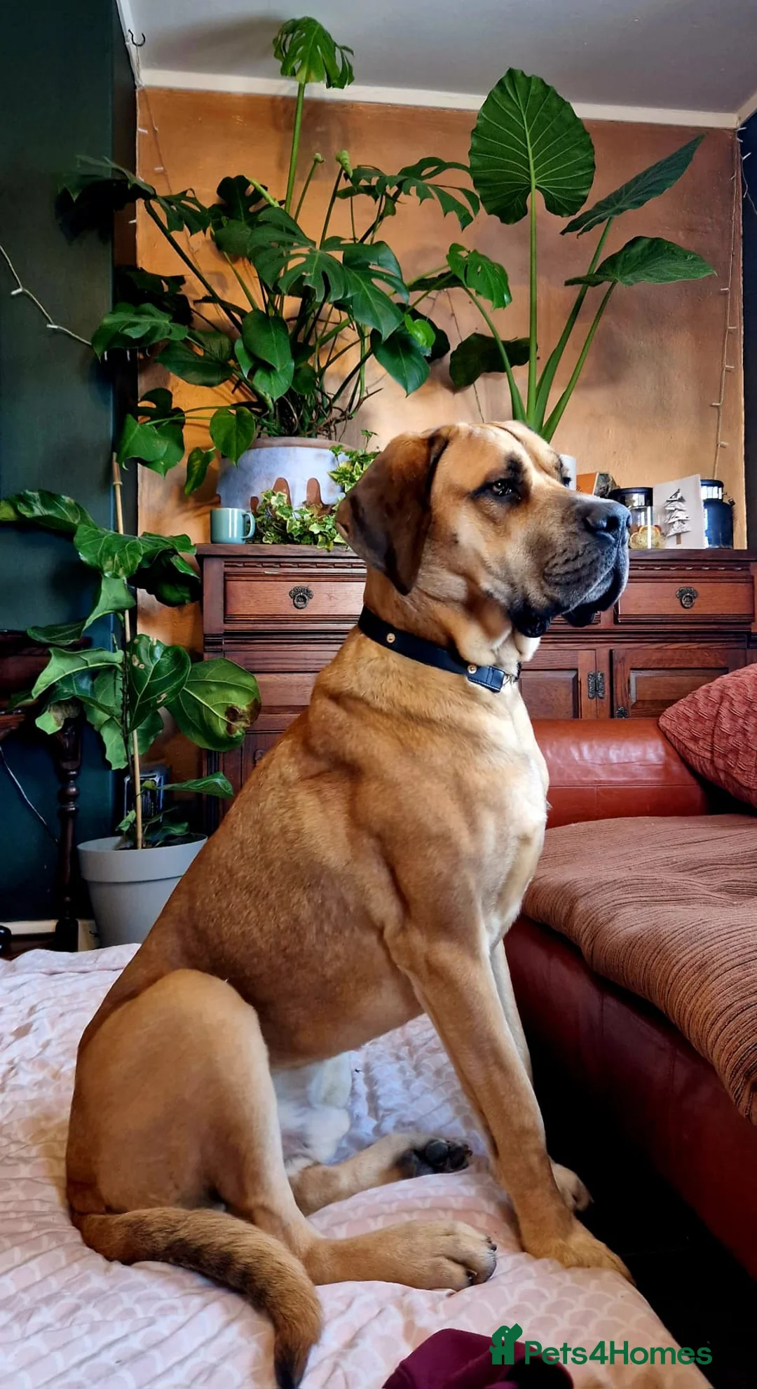 Mixed Breed dogs for sale: Great dane x mastiff - Advert 1