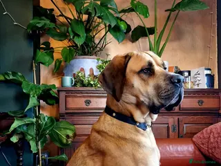 Mixed Breed dogs Great dane x mastiff - Advert 2