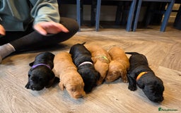 Labradoodle dogs for sale: F1 Labradoodles.  - Image 9
