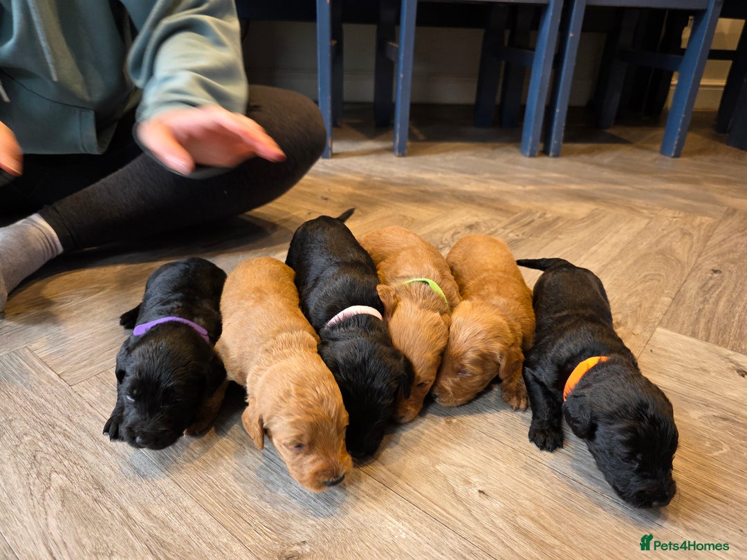 Labradoodle dogs for sale: F1 Labradoodles.  - Image 9