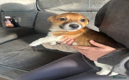 Jack Russell dogs for sale: Jack Russell pups  - Image 5