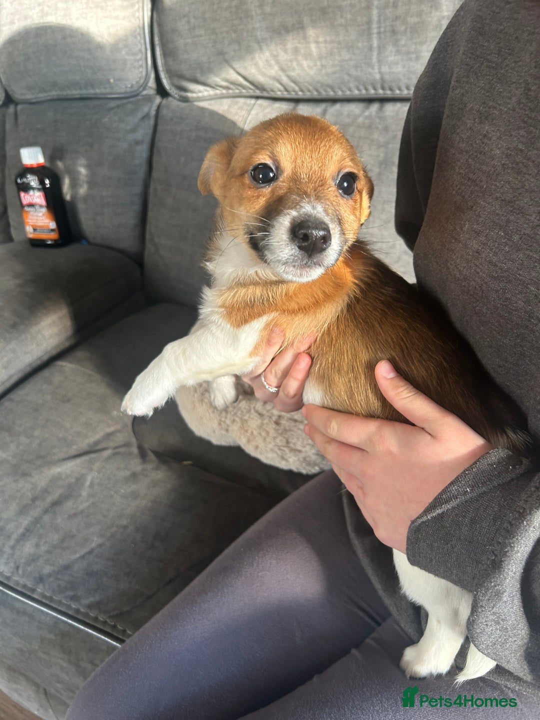 Jack Russell dogs for sale: Jack Russell pups  - Image 5