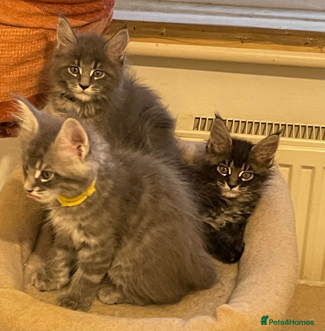 Maine Coon cats for sale: GCCF registered Maine Coon kittens  - Image 19