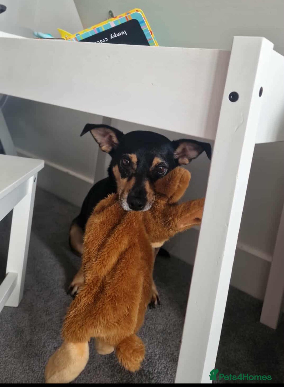 Jack Russell dogs for sale: Meet Dexter – Looking for His Forever Home - Image 8