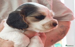 Cocker Spaniel dogs for sale: Kc Reg show type cocker spaniel puppies  - Image 3