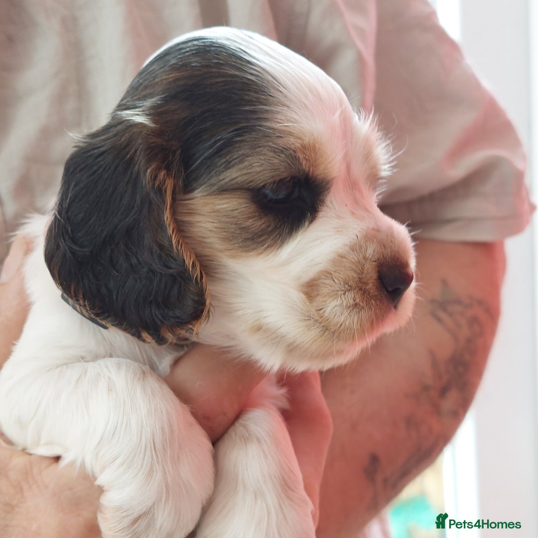 Cocker Spaniel dogs for sale: Kc Reg show type cocker spaniel puppies  - Image 3