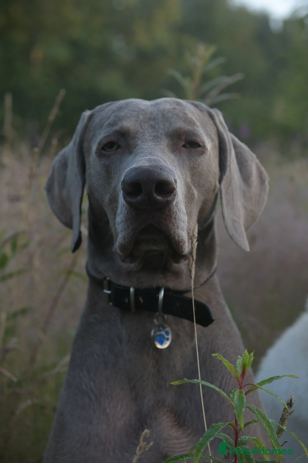 Weimaraner dogs for stud: AMERICAN BOY Gray Arrow - STUD in Edinburgh - Advert 2