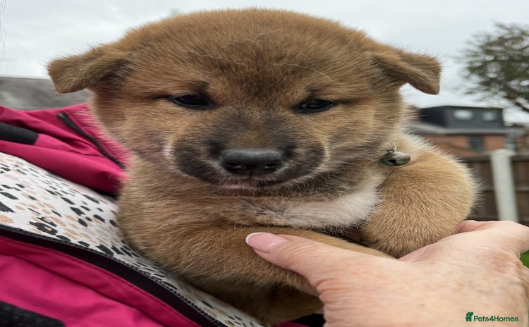 Japanese Shiba Inu dogs for sale - Advert 1