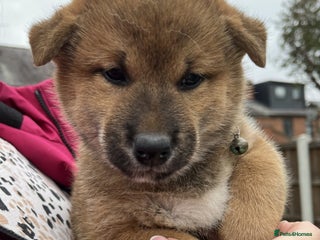Japanese Shiba Inu dogs - Advert 1