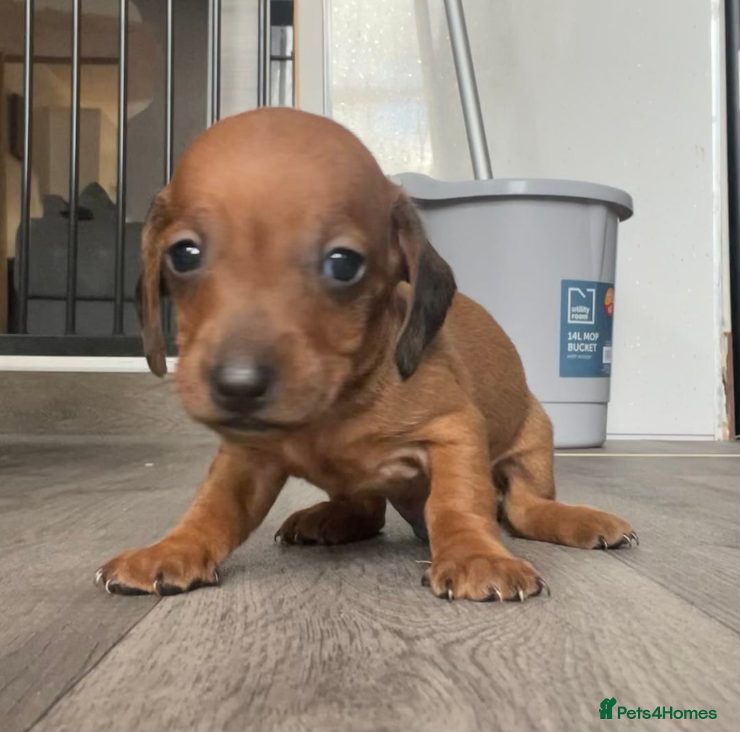 Miniature Dachshund dogs for sale: Smooth haired Miniature dachshunds - Image 4