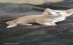 Russian Blue cats for sale: TICA Russian Blue Kittens Pedigree - Image 6