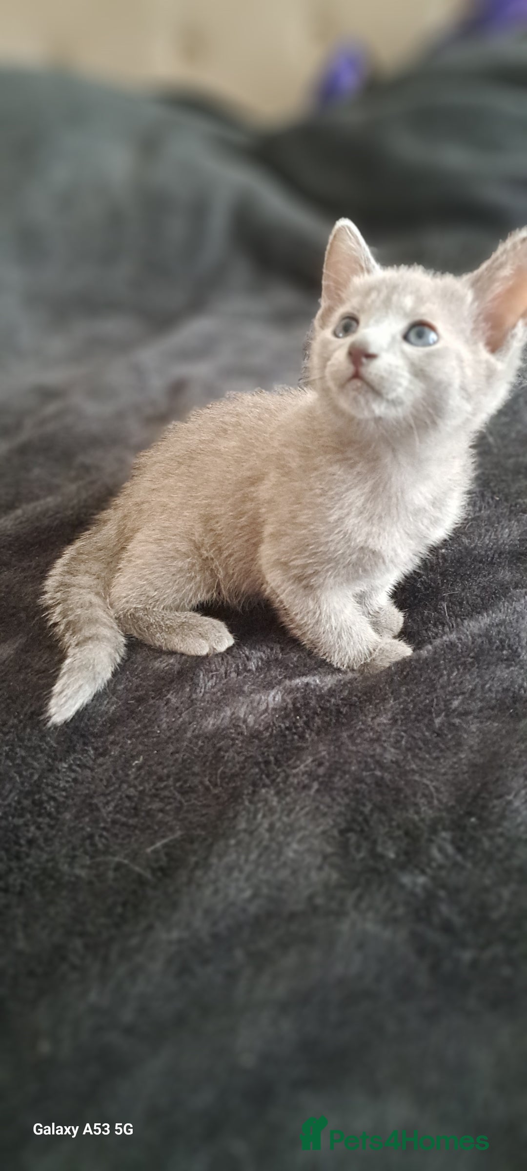 Russian Blue cats for sale: TICA Russian Blue Kittens Pedigree - Image 6