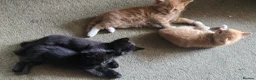 Mixed Breed cats for sale: 9 kittens  - Advert 11