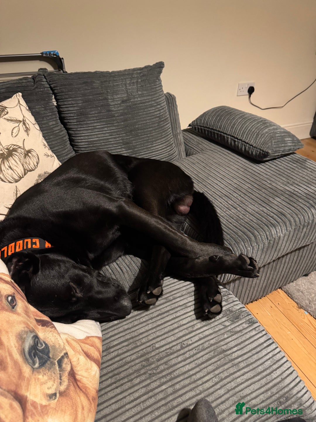 Mixed Breed dogs for sale: Madjeska shepherd for sale  - Advert 6