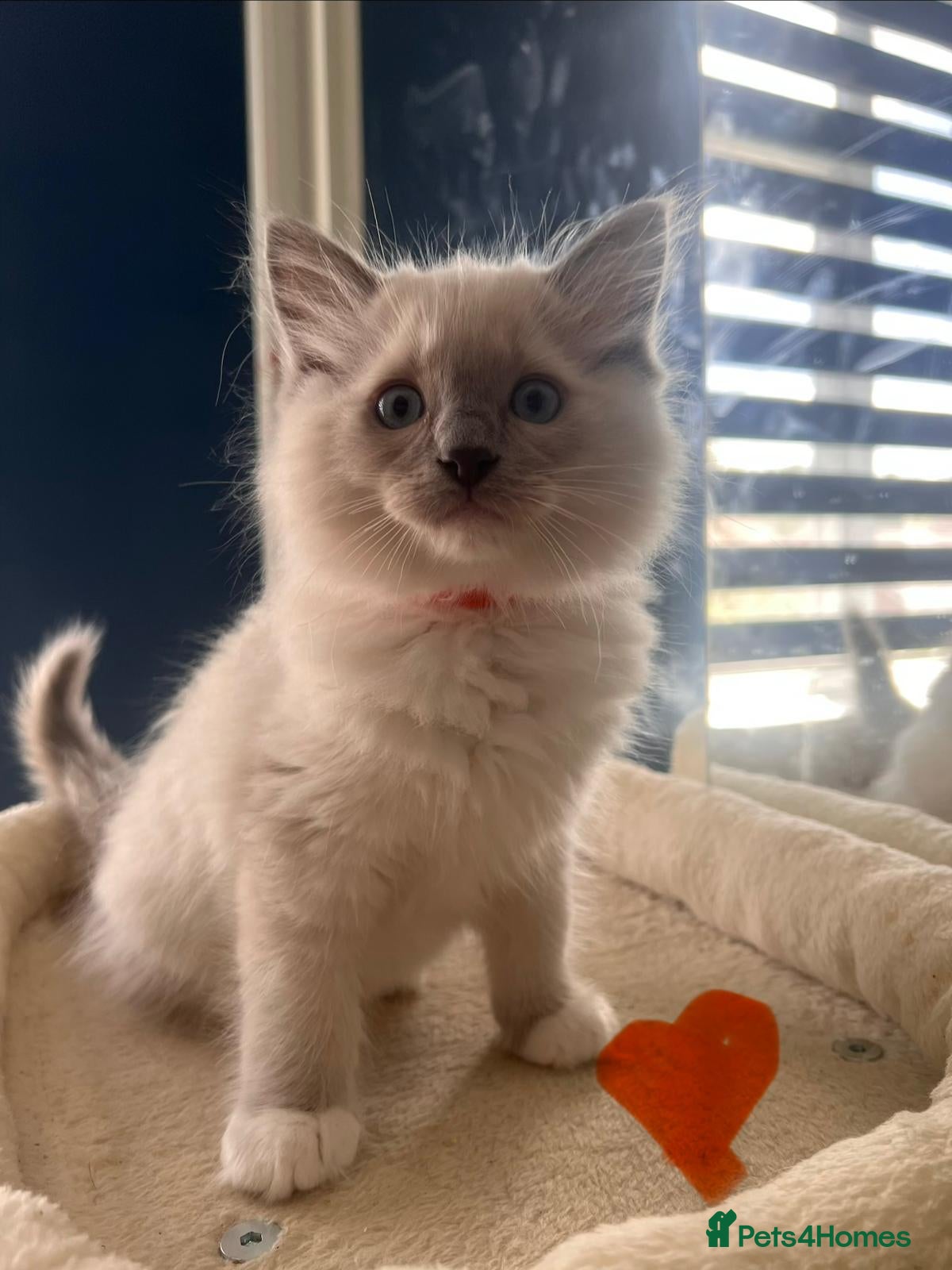 Ragdoll cats Gorgeous Ragdoll kittens for sale - Advert 2