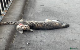 Mixed Breed cats for sale: FEMALE KITTEN - microchipped, flea&worm treated!  - Image 30