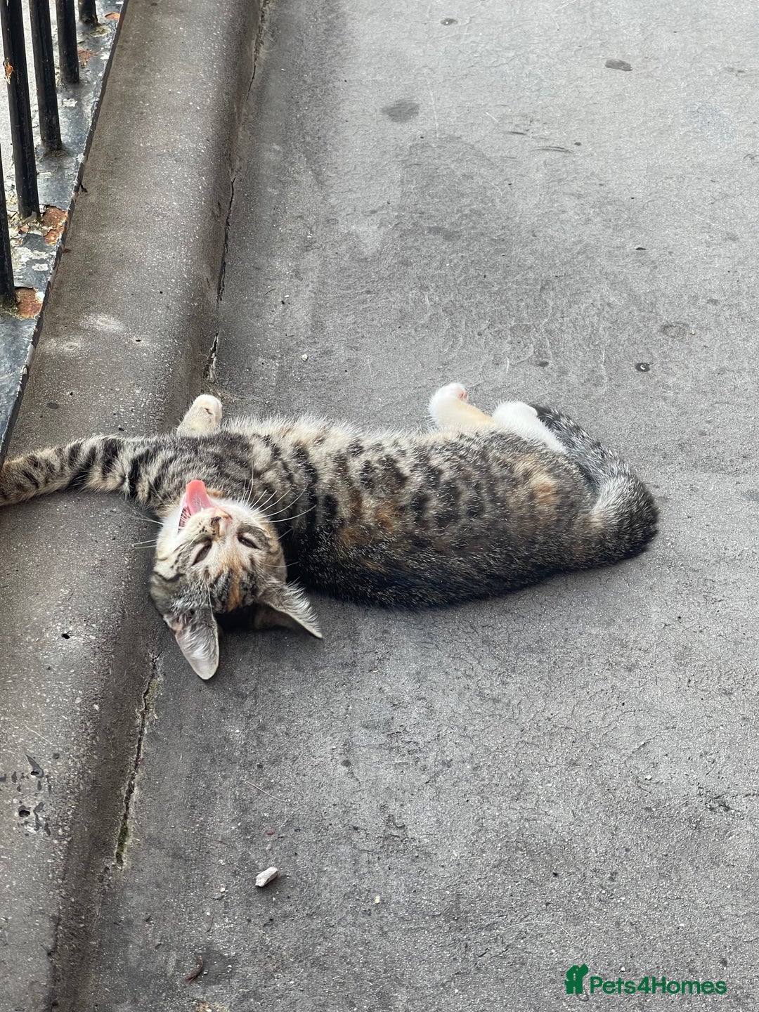Mixed Breed cats for sale: FEMALE KITTEN - microchipped, flea&worm treated!  - Image 30