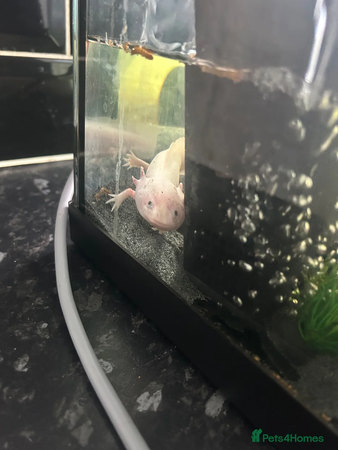 Axolotl reptiles for sale: X2 female axolottle for sale including tank  in Telford - Advert 6