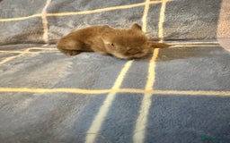 Mini Lion Lop rabbits for sale: Gorgeous lion lop babies  - Image 10