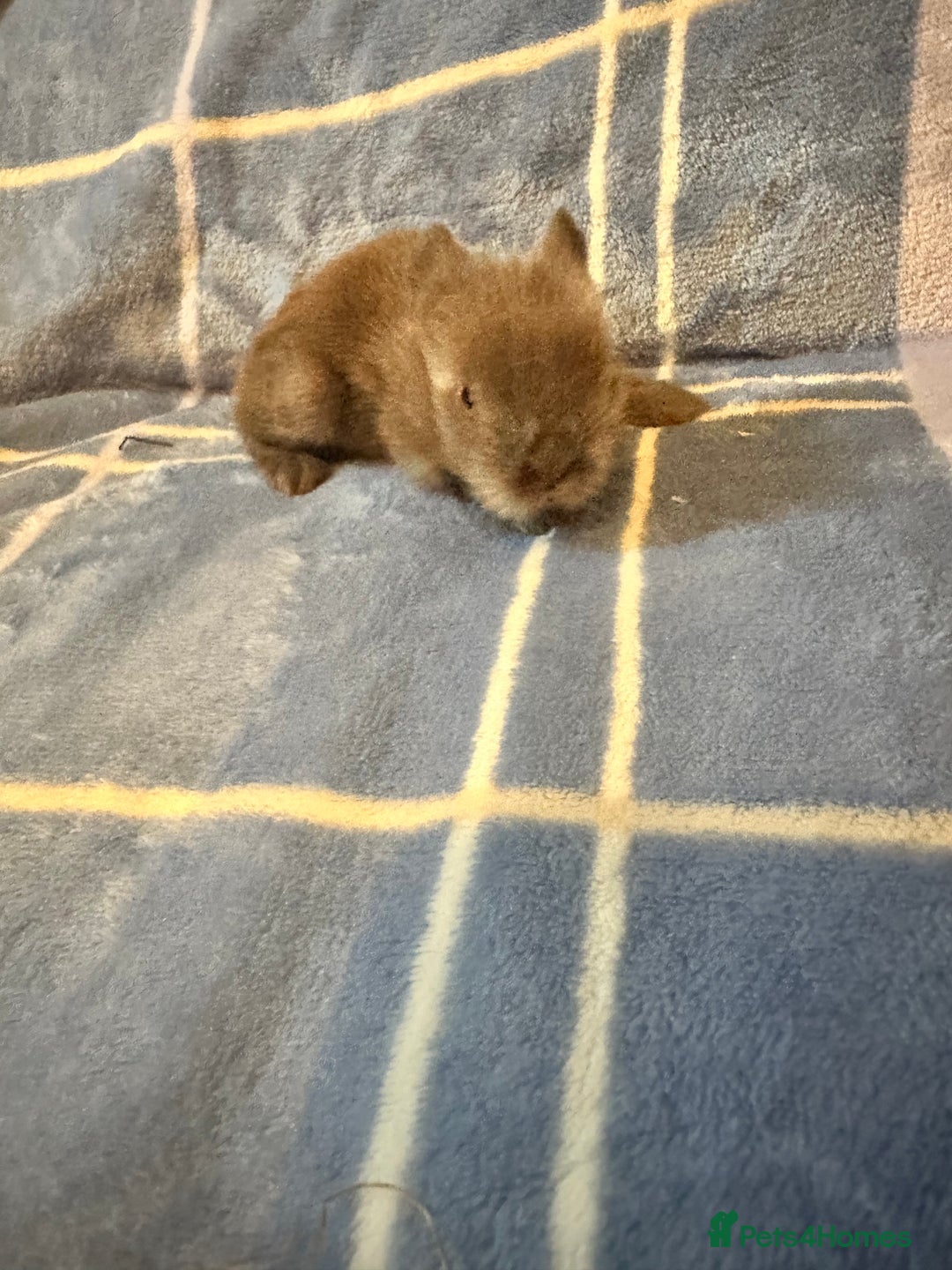 Mini Lion Lop rabbits for sale: Gorgeous lion lop babies  - Image 10