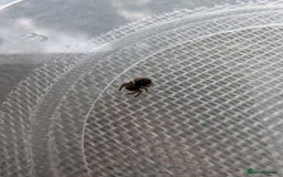 Spiders invertebrates for sale: Velvet spider slings gandanameno sp  - Image 6